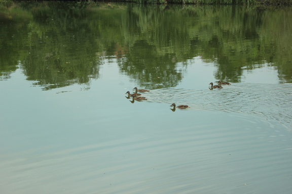 IMG 4858 – копія (6) – копія